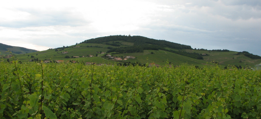 Côte de Brouilly - Vieilles Vignes - Domaine des Roches Anciennes