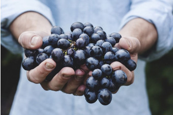 Millésime Bio, world organic wine fair