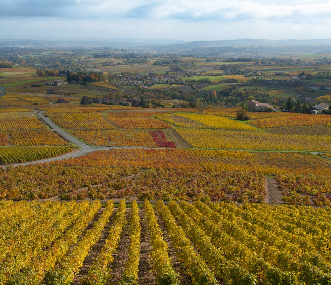 Terroirs du Beaujolais et Mäconnais