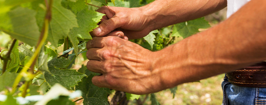 Travail dans la vigne