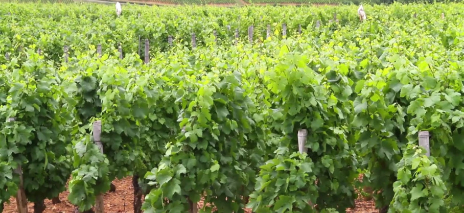 Mâcon-Villages Bio - Vieilles Vignes - Domaine de la Verpaille