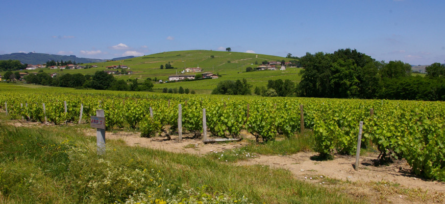 Morgon - Côte du Py - 100% Gamay - Jean-Michel Dupré