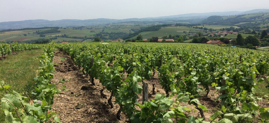 Bourgogne Blanc - Chardonnay - Domaine de la Revol