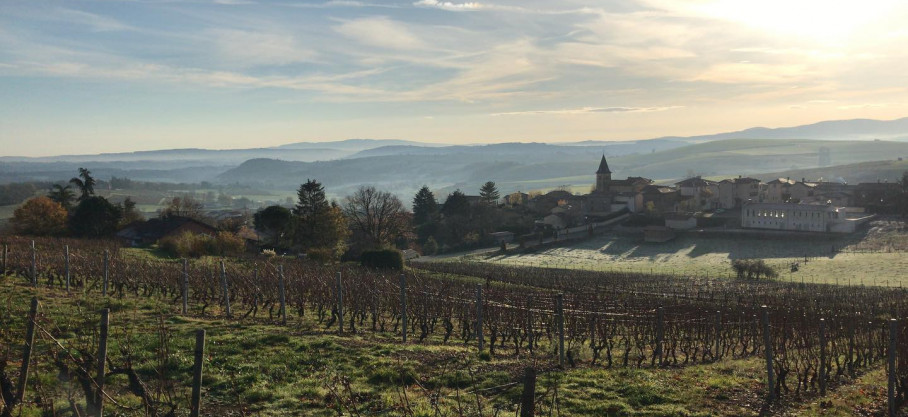 White Beaujolais  - Chardonnay - Domaine de la Revol