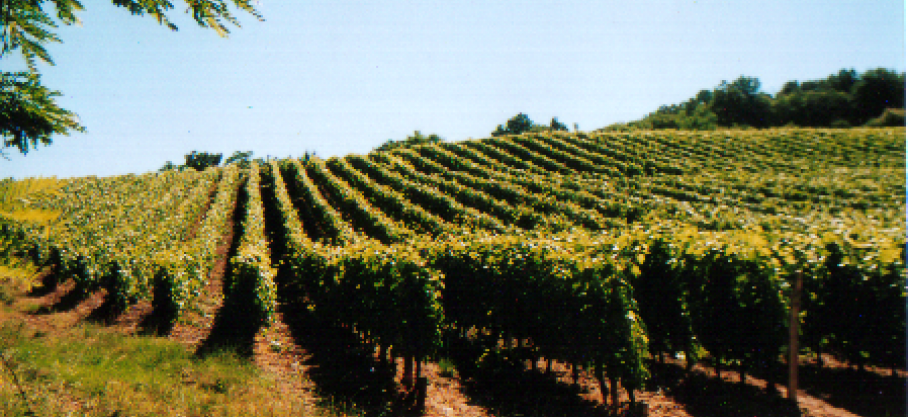 Coteaux du Lyonnais - Rosé Mont d&#039;Or - Franck Decrenisse