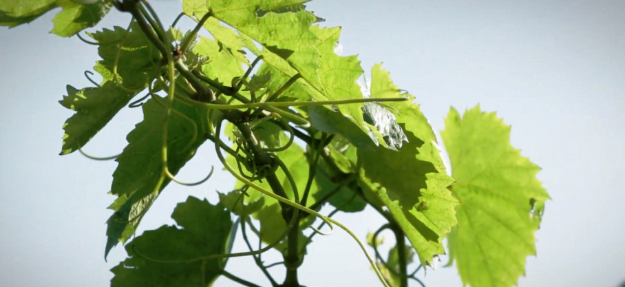 Bourgogne Blanc Bio - Chiras - Domaine Perroud