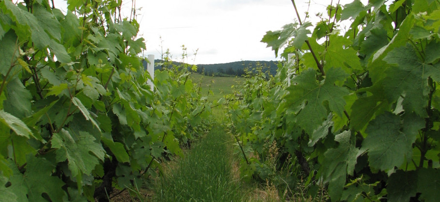 Brouilly - Domaine des Roches Anciennes