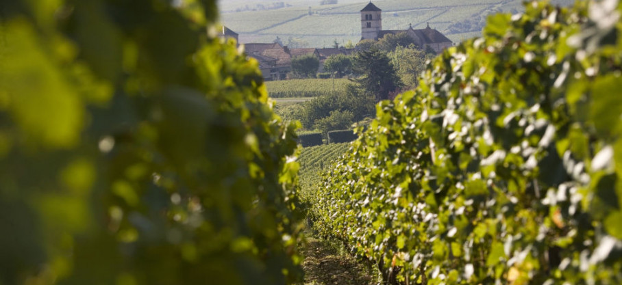 Viré Clessé Bio - Harmonie - Domainede la Verpaille