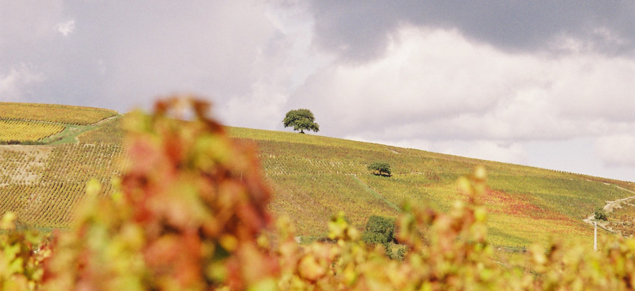 Morgon - Vieilles Vignes - Domaine des Générations