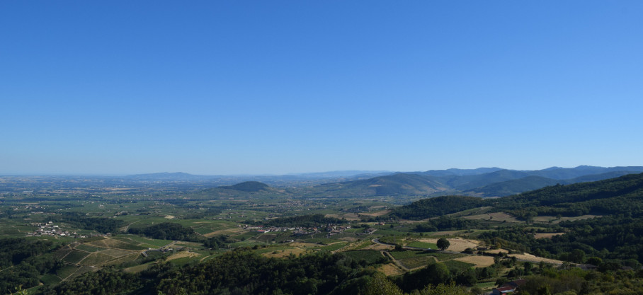 Régnié Bio - Granit doré - Domaine des Ronze