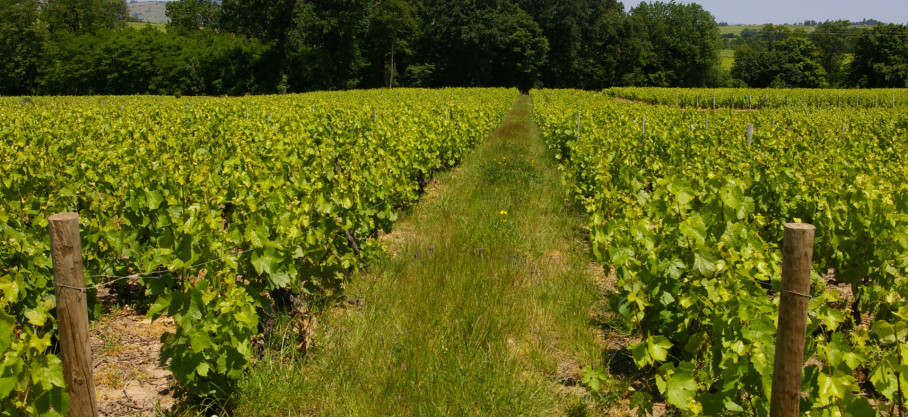White Beaujolais-Villages  - La Ronze Blanche - Jean-Michel Dupré