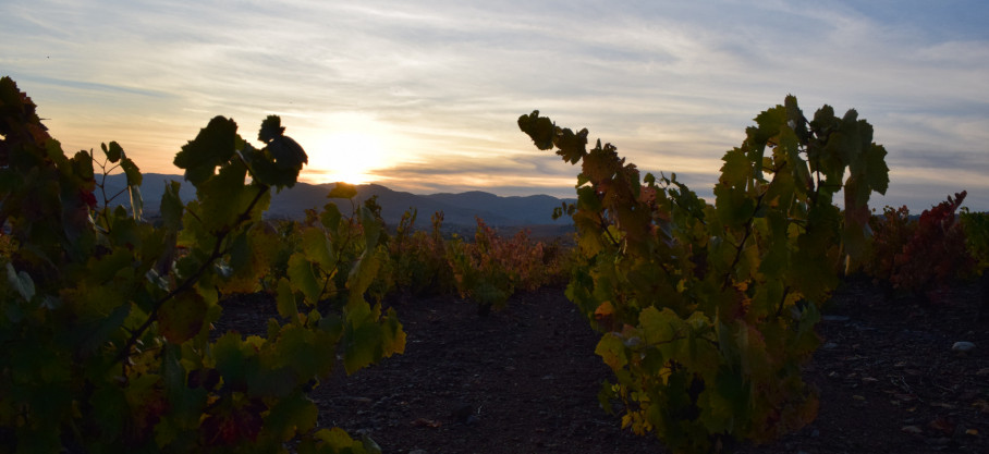 Beaujolais Bio - Pur Gamay - Frédéric Sornin