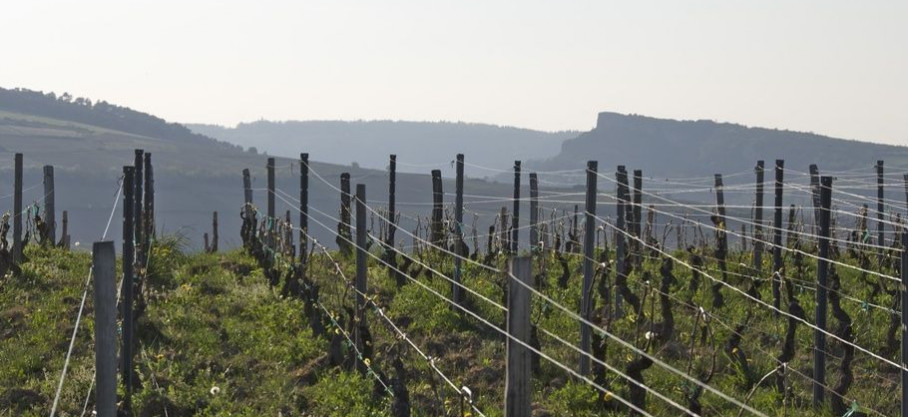 Pouilly-Fuissé - Les Raidillons - Sébastien Giroux