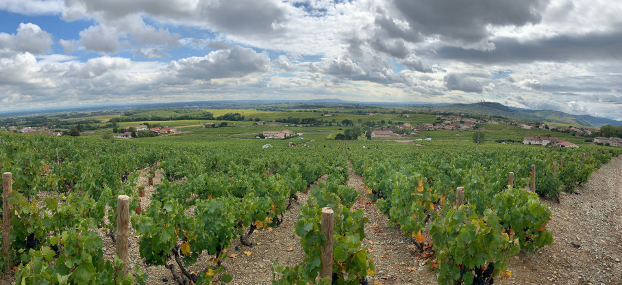 Beaujolais-Villages Rosé - Parcelle Les Sables - Famille Gauthier