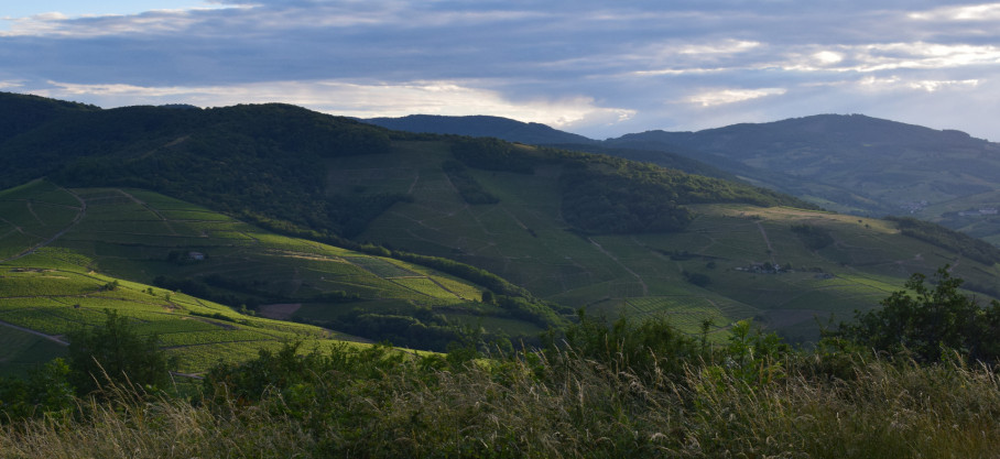 Morgon Bio - La Voie Romaine - Domaine des Ronze