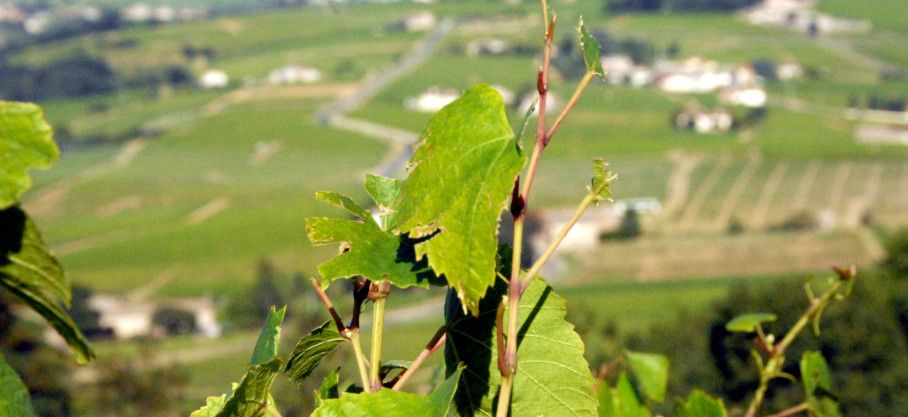 Beaujolais-Villages - Vieilles Vignes - Domaine des Darrèzes