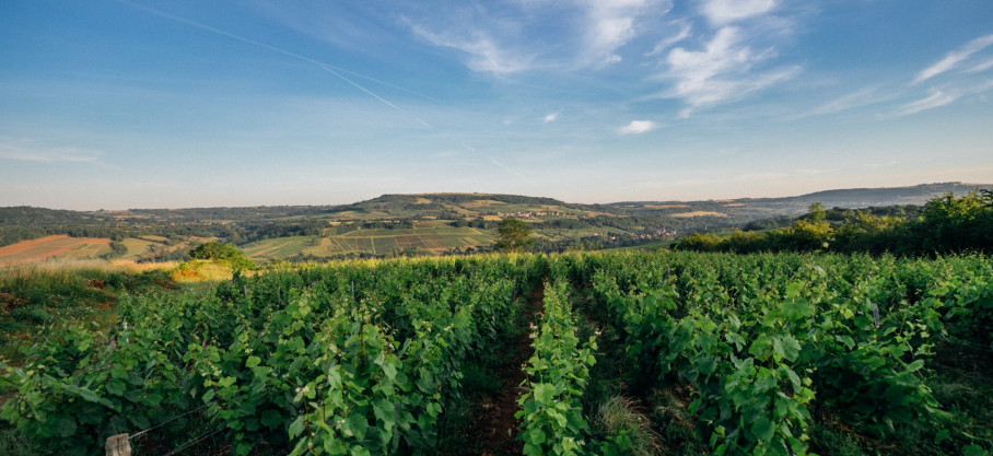 Hautes-Côtes de Beaune Rouge - Pinot Noir - 100% Pinot Noir - Famille Guérin