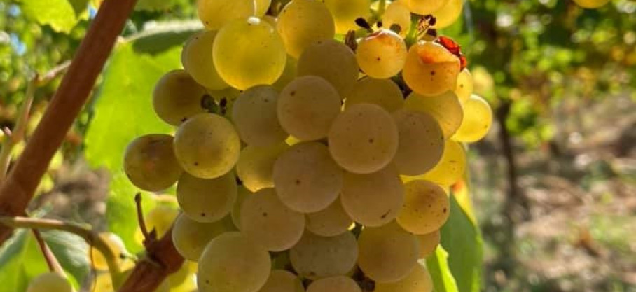 Bourgogne Blanc - Chardonnay - Emmanuel Fellot