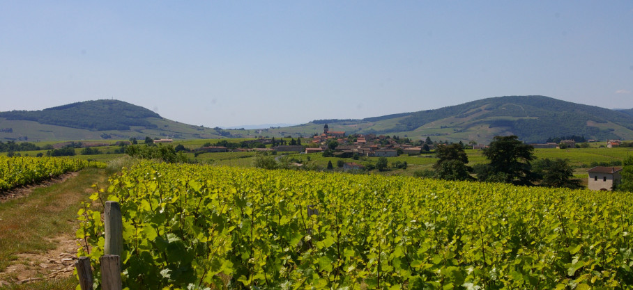 Vin de France - Le Temps des Oranges - Jean-Michel Dupré