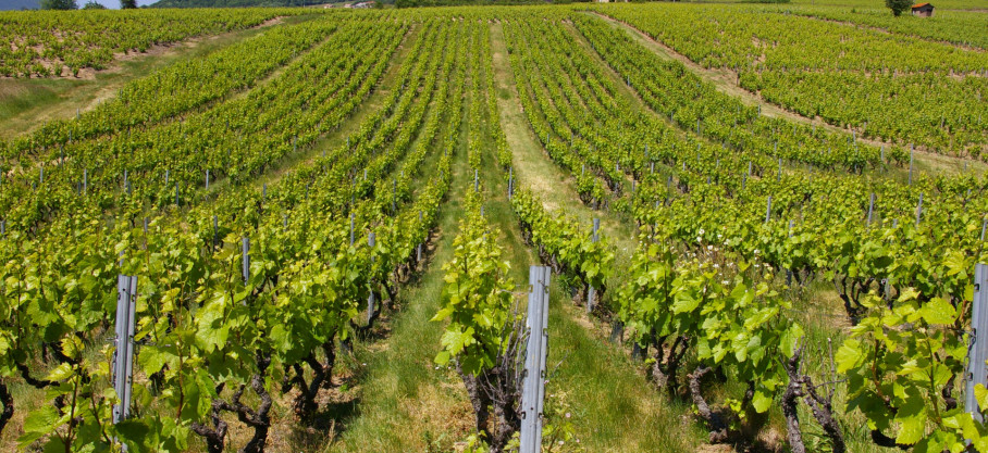 Régnié - Vieilles Vignes - Domaine Centenaire