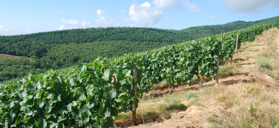 Bourgogne Blanc - Chardonnay - Château de Javernand