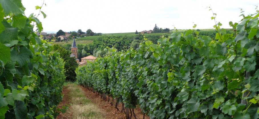 Beaujolais-Villages - Glou-glou - 100% Gamay - Jean-Baptiste Duperray