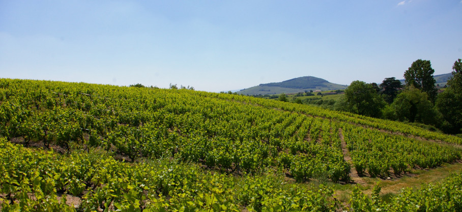 Régnié - Vignes de 1948 - Jean-Michel Dupré