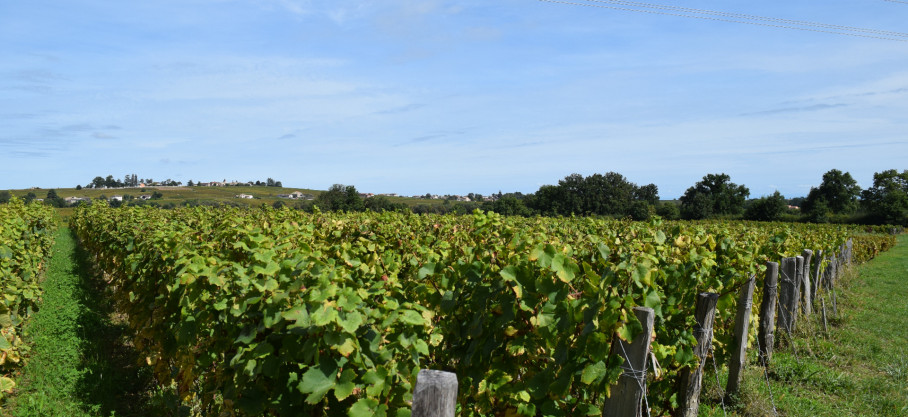 Chénas - En Rémont - 100% Gamay - Pascal Aufranc