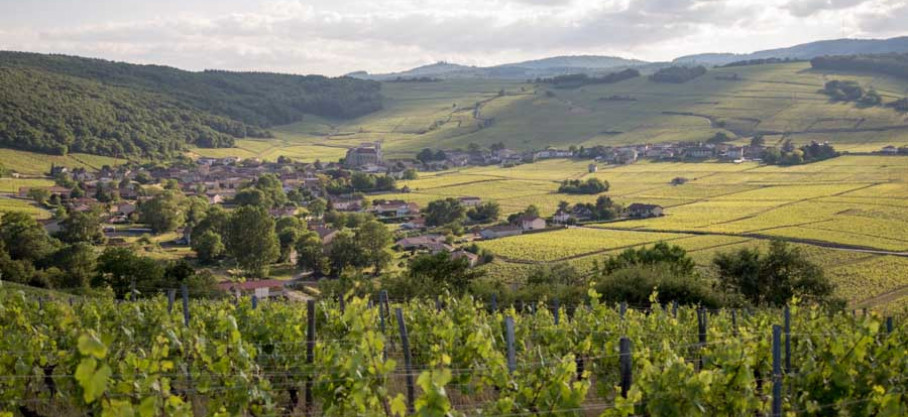 Viré Clessé Bio - Longchamp - Chardonnay 100% - Domaine de la Verpaille
