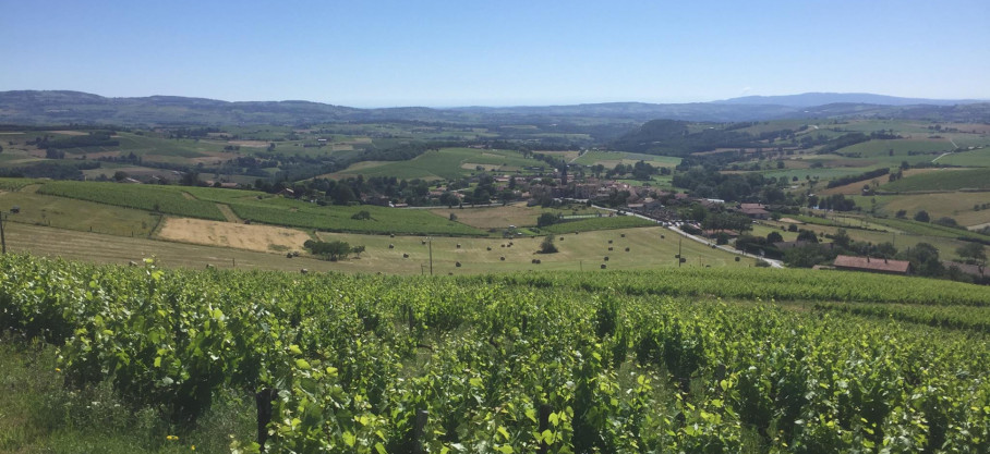 White Beaujolais  - Fût de chêne - Domaine de la Revol