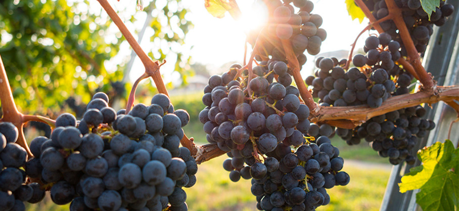 Beaujolais Bio - Le Bien Elevé - Anthony Perol