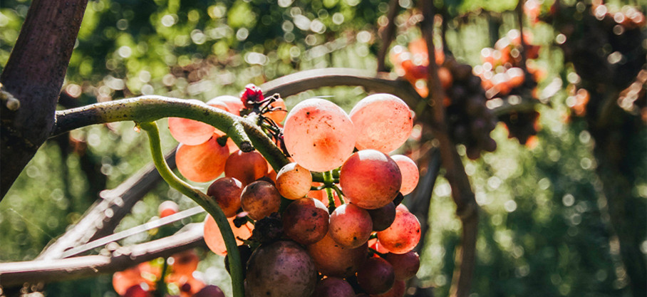 Beaujolais Bio - Gamay rosé - Anthony Perol