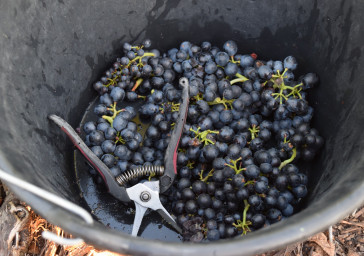 Dernière ligne droite avant les vendanges 🍇🍇