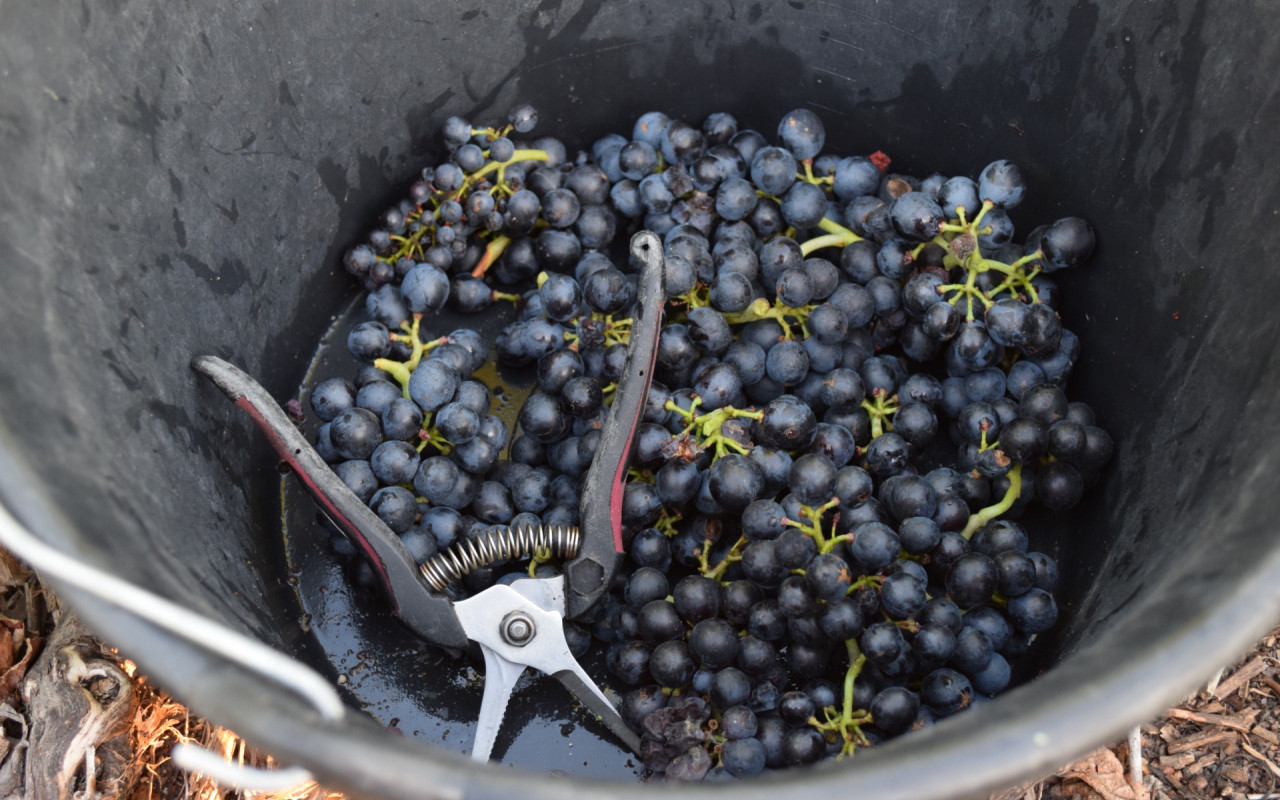 Dernière ligne droite avant les vendanges 🍇🍇