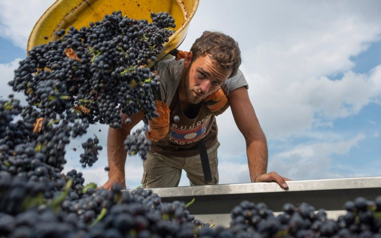 2014 en Beaujolais : imprévisible et incroyable