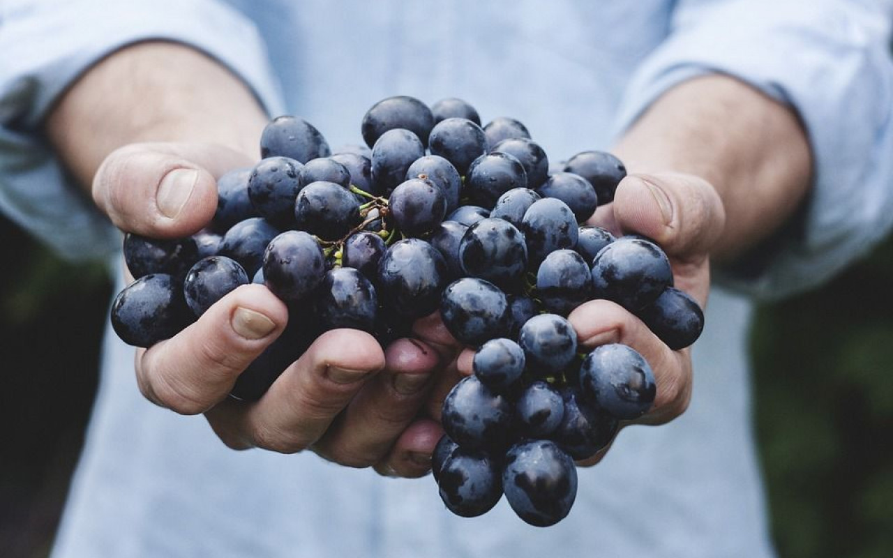 Les vins Bios à l&#039;honneur !