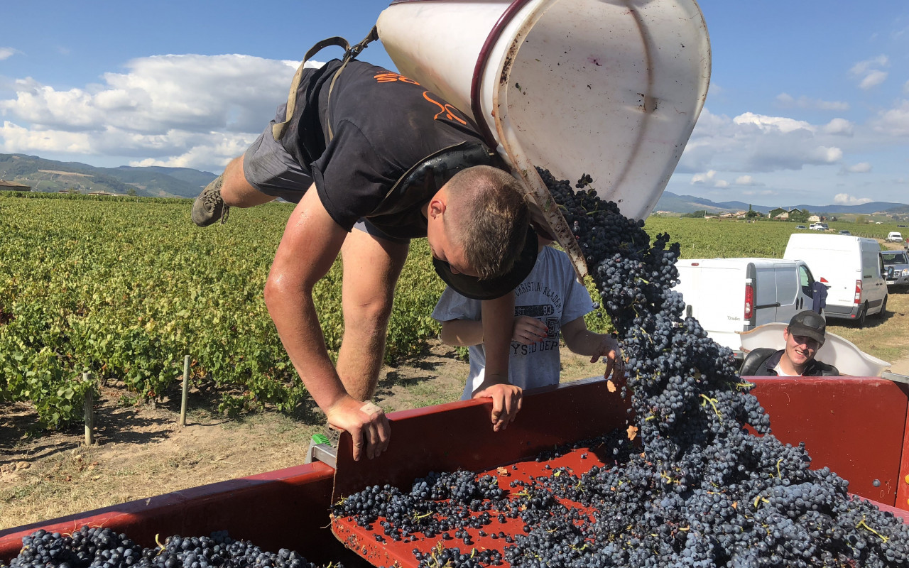 Vendanges 2018...