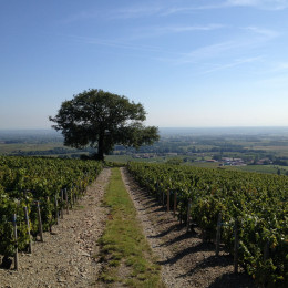 A BRONZE MEDAL FOR THE MORGON « COTE DU PY » 2014 DOMAINE LAURENT GAUTHIER 