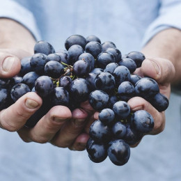 Les vins Bios à l&#039;honneur !