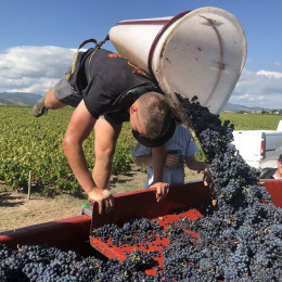 Vendanges 2018...