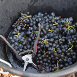Dernière ligne droite avant les vendanges 🍇🍇