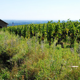  2018 is a promising year for now in Beaujolais ! 