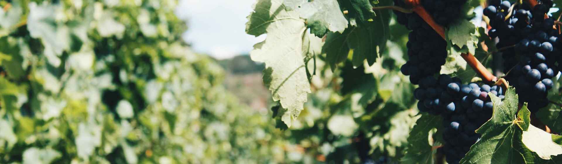 On Live from our terroirs