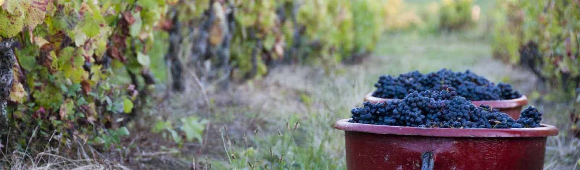 WHO IS Terroirs Originels ?