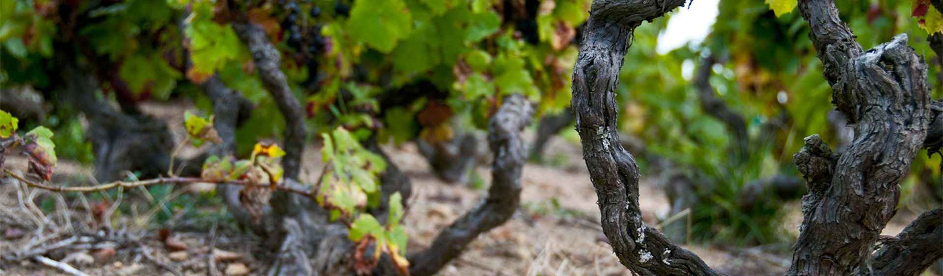 Le marché France des vins Arthur Fourneau et Pierre Prost de Terroirs Originels