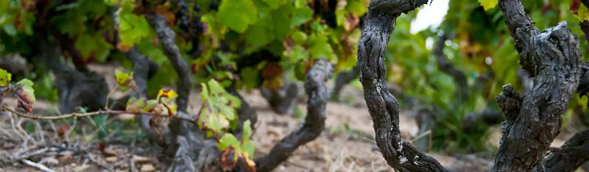 Le marché France des vins de l’appellation Pet Nat de Terroirs Originels