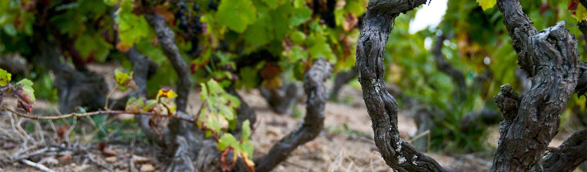 Le marché France des vins Thierry Condemine de Terroirs Originels